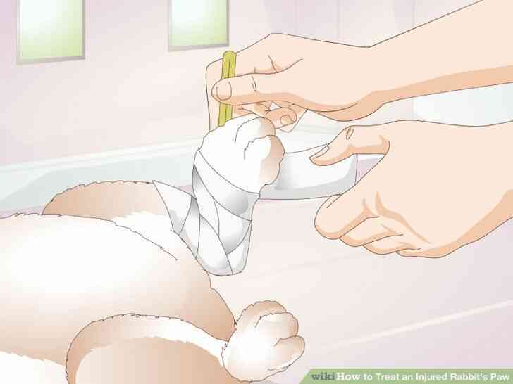 Image intitulée Traiter un Blessé du Lapin de la Patte de l